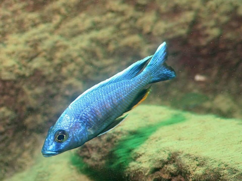 Otopharynx lithobates 'Mumbo Island'